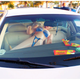 Illustration for article titled Man Arrested For Blow-Up Doll Orgy In Parked Lincoln Town Car